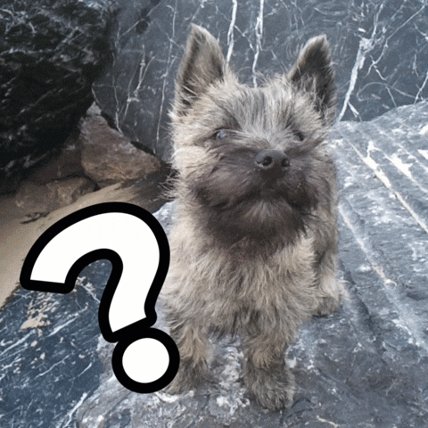 Cairn Terrier Wtf GIF