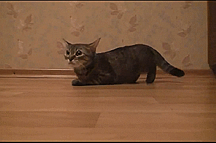 Im Out Gifs Primo Gif Latest Animated Gifs