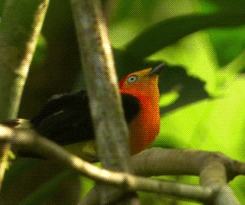 Band-Tailed Manakin GIF by Head Like an Orange - Find & Share on GIPHY