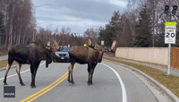 Pair of Bull Moose Hold Up Traffic in Alaska