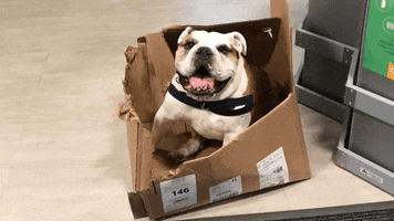 happy college basketball GIF by Butler University