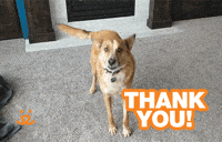Thank U GIF by Best Friends Animal Society - Find & Share on GIPHY