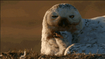 Pbs Nature Aww GIF by Nature on PBS
