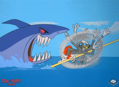 animated shark gif