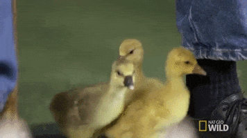 national geographic goose GIF by Nat Geo Wild