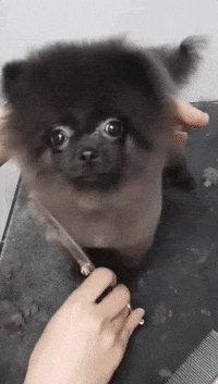 dance grooming GIF by ViralHog