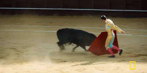 Image result for matador gif