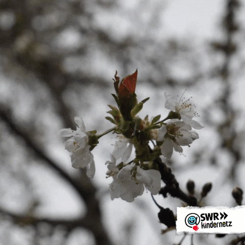 Cherry Blossom Fun GIF by SWR Kindernetz