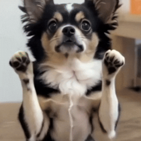 Chihuahua キモカワ GIF