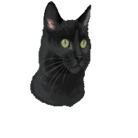 Black Cat Hello' Sticker