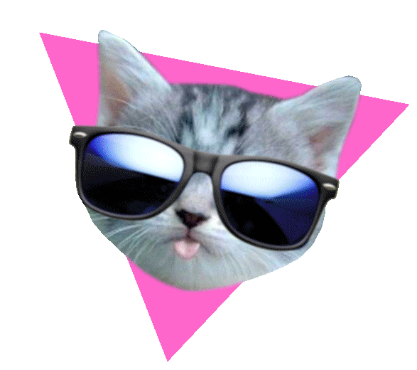 Image result for gato gif png