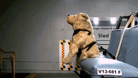 Image result for dog safety belt gif