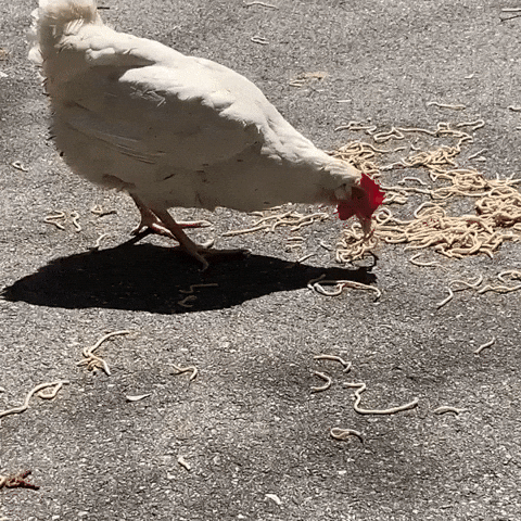 z bliska walenie głową przez Real Food RN
