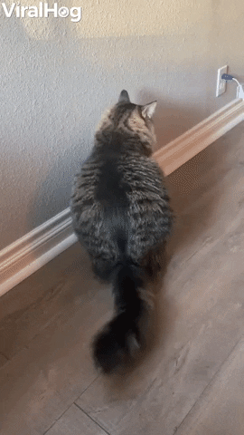Cat Finds Strange Way To Get Comfortable GIF by ViralHog