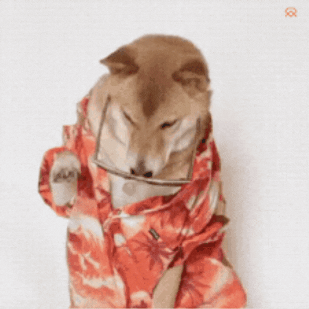 Dogs Sunglasses GIF by MSD Online Shop