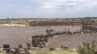 Thousands of Wildebeests Make River Crossing During Great Migration in Tanzania