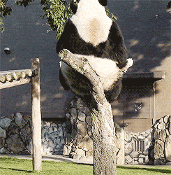 giphy.gif?cid=ecf05e4735c9ad6738dccccd6e