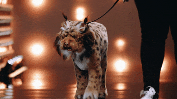 Best In Show Wow GIF by ABC Network