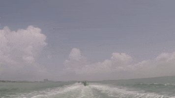 jungle tour sea GIF by Dolphin Discovery