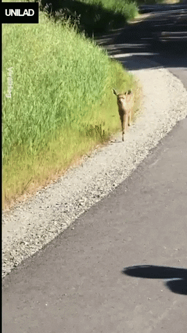 Wildlife gif. A baby deer bounds towards us on the side of a road and then pauses to look around. Its big ears flick as it turns around and frolics down the road as if changing his mind.  