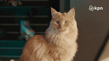 Cats Office GIF by KPN