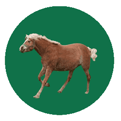 Sporthotel Beck Sticker