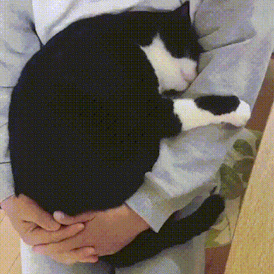 cat make GIF