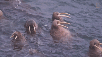 walruses GIF