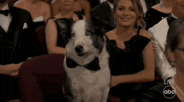 Oscars 2024 GIF. Messi the Dog, seated at the Oscars and dressed in a bowtie, cocks his head in interest.
