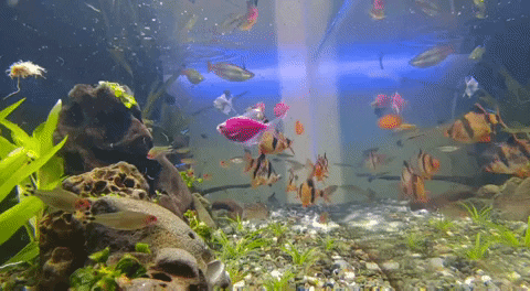 Real Aquarium Live Wallpaper - Apps on Google Play