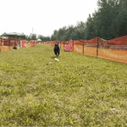 Tananavalleykennelclub GIF by TVKC