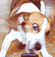 dog beagle GIF