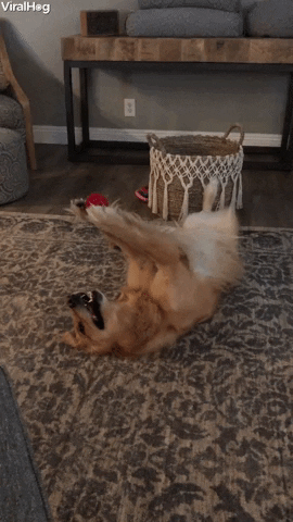 Attention Hungry Dog Holds Ball For Human GIF by ViralHog