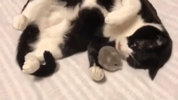 adorable cat and mouse GIF