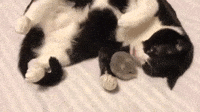 Cat And Mouse Gifs Get The Best Gif On Giphy