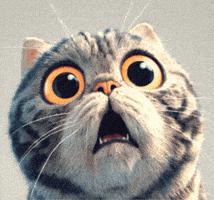 Cat Understanding GIF