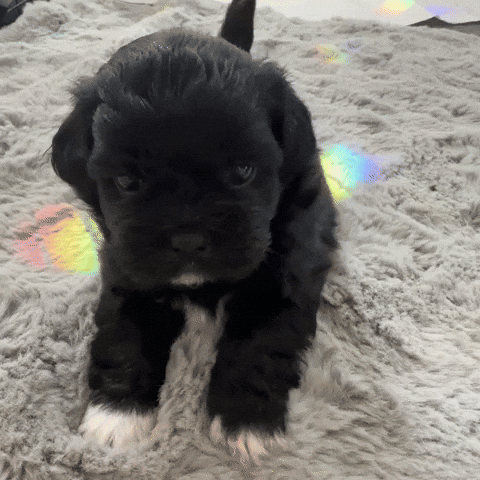 Cute Dog GIF by NZ Collab