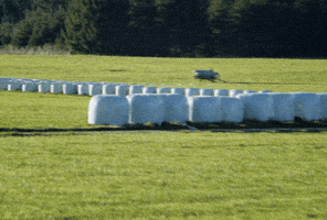 Silage Plastic GIF