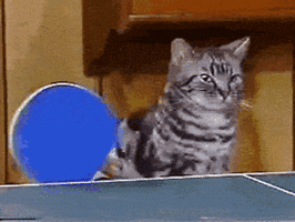 ping pong cats GIF