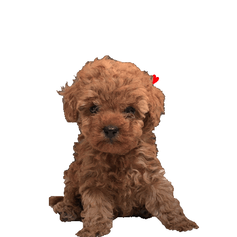 baomiaovillage Sticker