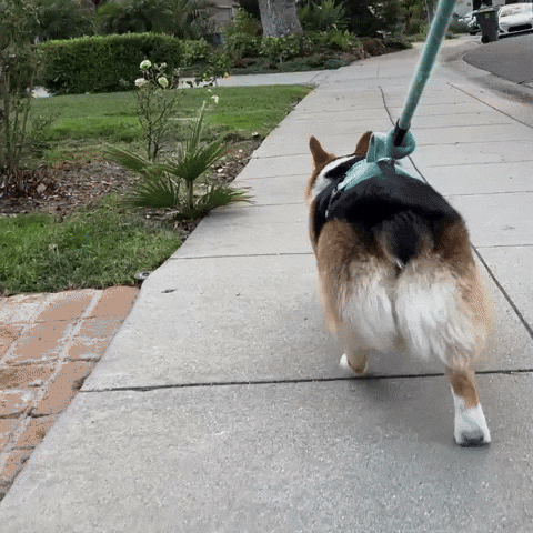 Dog Corgi GIF