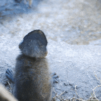 Best Baby Monkey Gifs Primo Gif Latest Animated Gifs