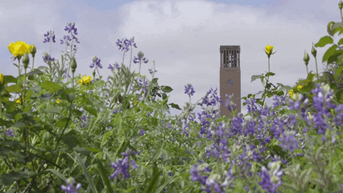Field Am Gif By Texas A M University Find Share On Giphy