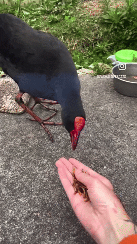 Sprite Bumblebee GIF