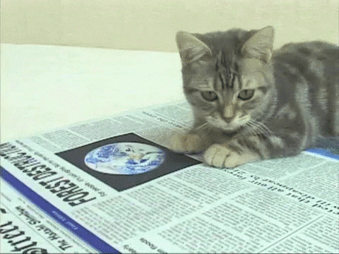 Cat Reading GIF - Find & Share on GIPHY