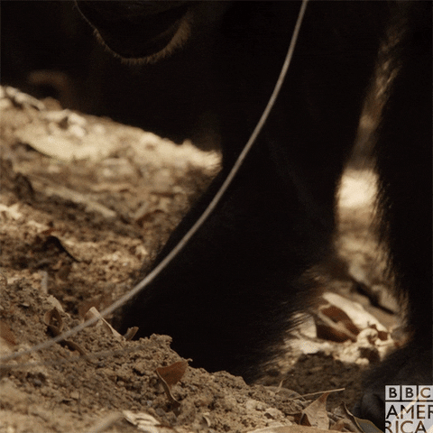 chimp digging GIF by BBC America