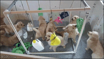 Dogs Puppies GIF by MOODMAN