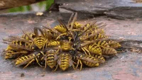 perfect loops bees GIF