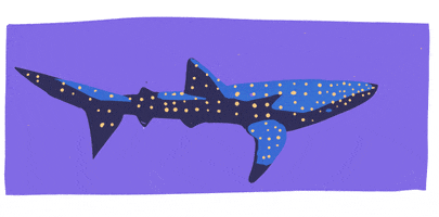 camouflage polka dots GIF by Shark Week