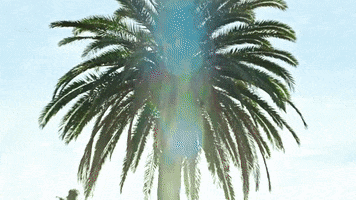 Palm Tree Corn GIF by Kendrick Lamar